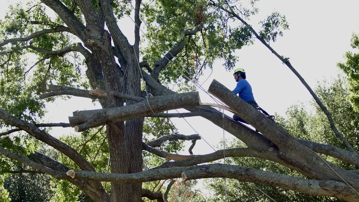 Professional Crown Thinning performed by certified arborists in Fellsmere