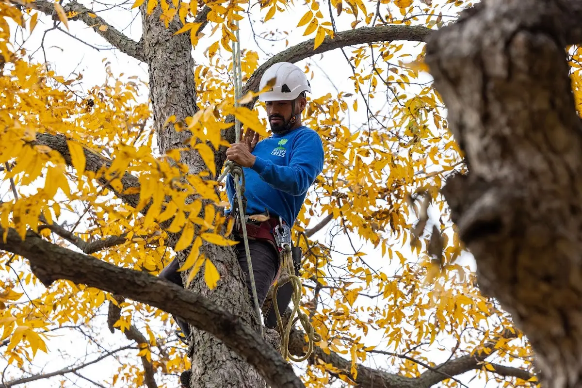 Skilled Tree Pruning crew working in Fellsmere
